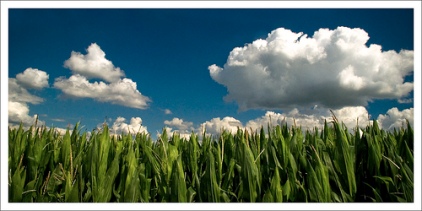 A Biofuel corn field
