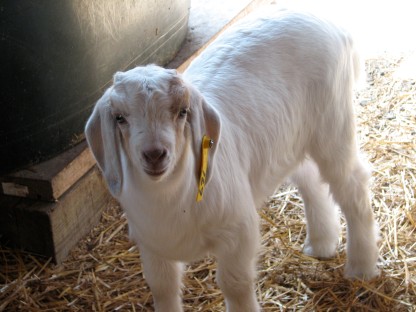 New goats